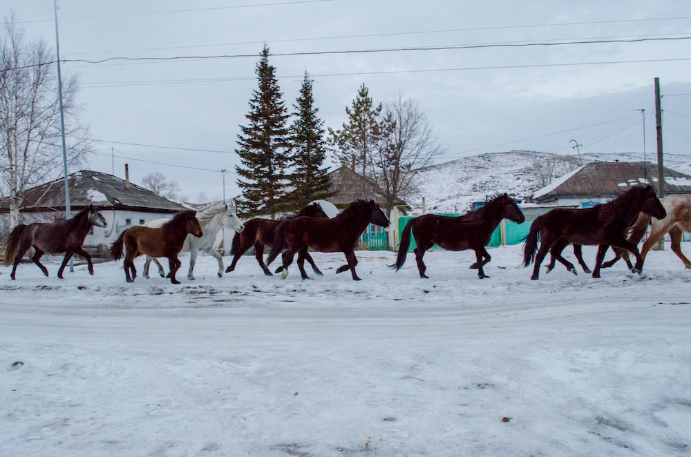 Horses in the Altai Mountains